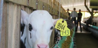 calf