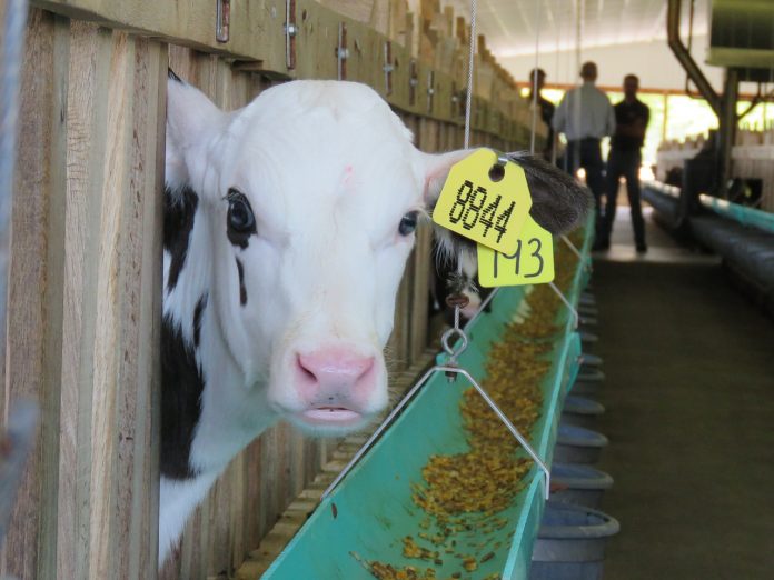 calf calf