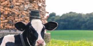 cow