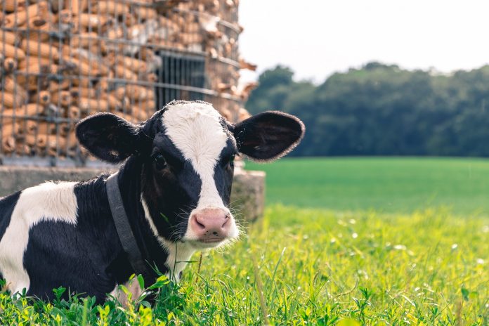 cow cow