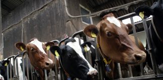 cattle