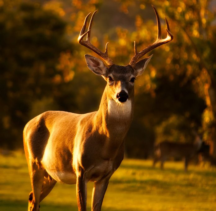 deer-1982416_1920