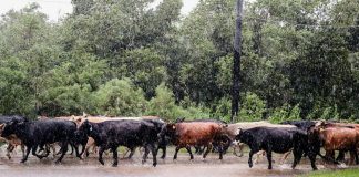 Hurricane Harvey cattle usda