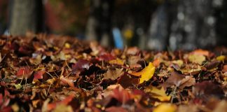 leaves