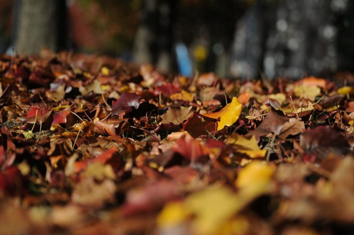 leaves leaves