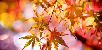 maple leaves