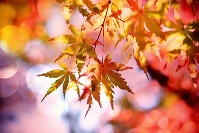 maple leaves maple leaves