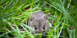 mouse
