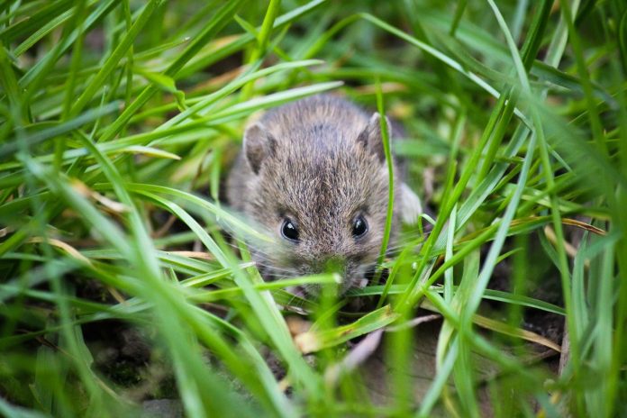 mouse mouse