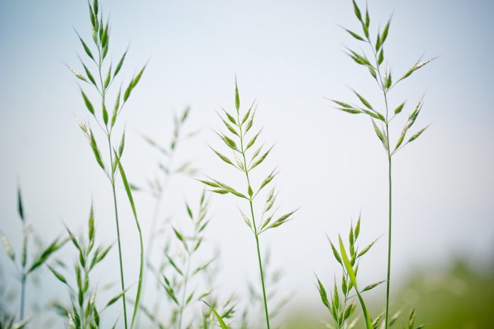 pointed-fescue-1423175_1280