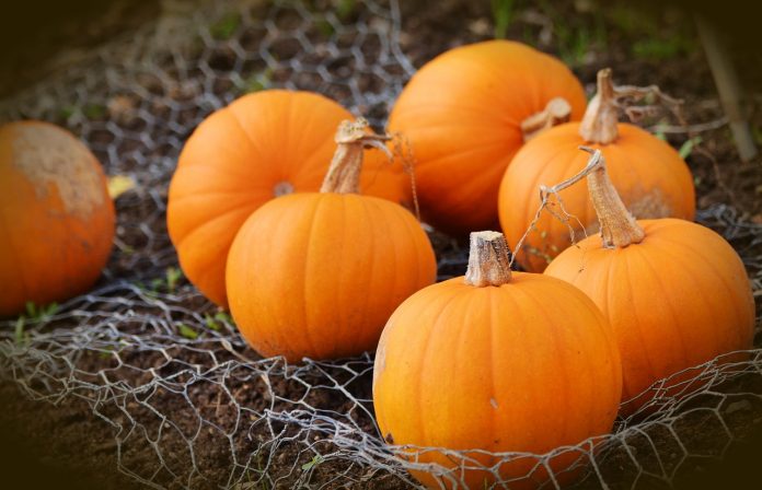 pumpkin-1679827_1280
