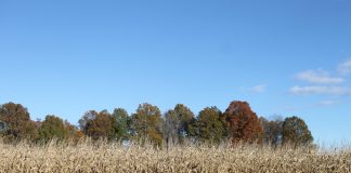 fall field of corn