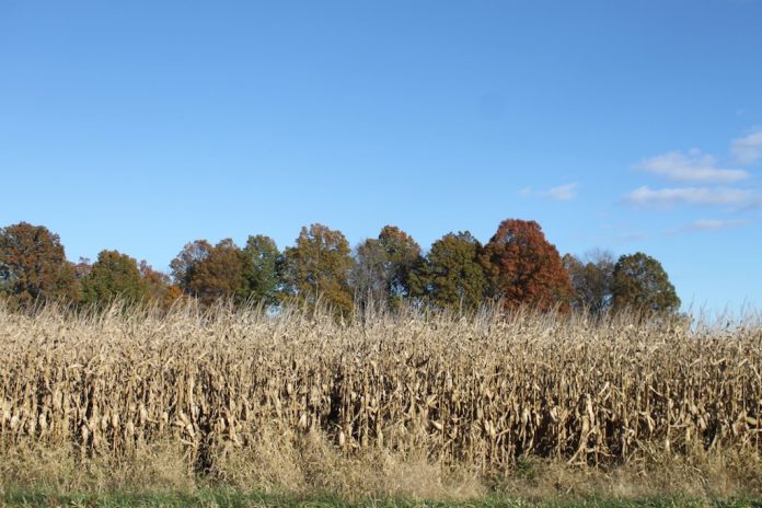 ready to harvest corn fall field of corn