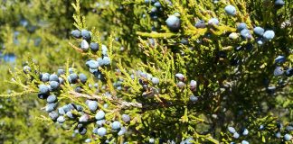 Eastern Red Cedar