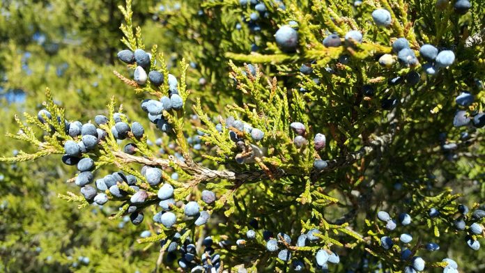 Eastern Red Cedar Eastern Red Cedar