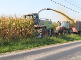 chopping corn silage