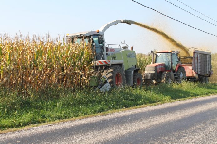 chopping corn silage chopping corn silage