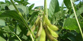 Soybeans