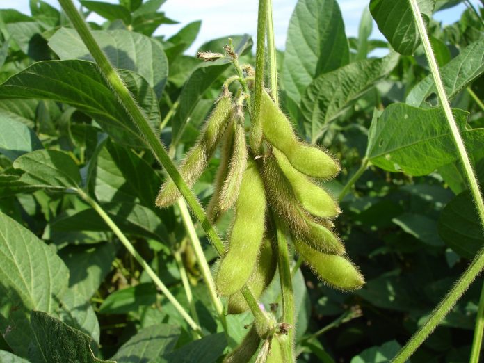 Soybeans Soybeans