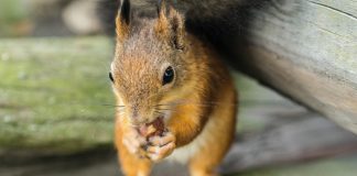 squirrel