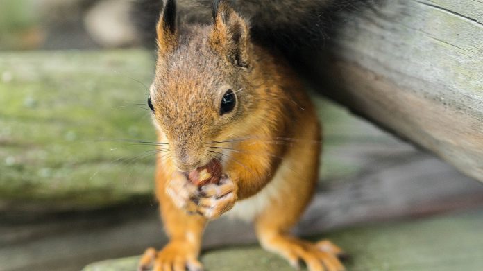 squirrel squirrel