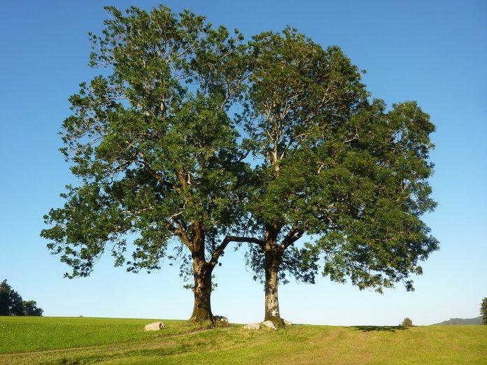 trees-329314_1280