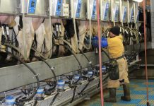 Farmer milking cows