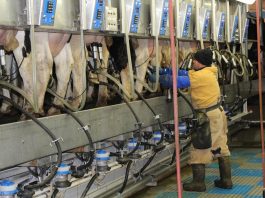 Farmer milking cows
