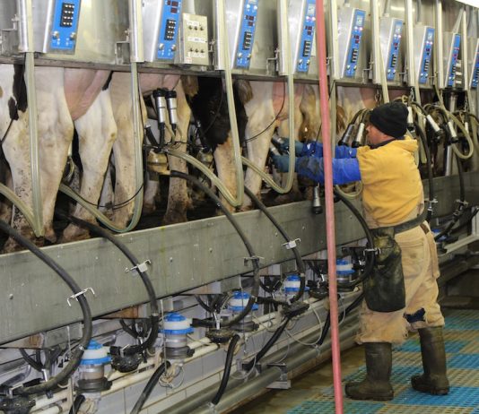 Farmer milking cows