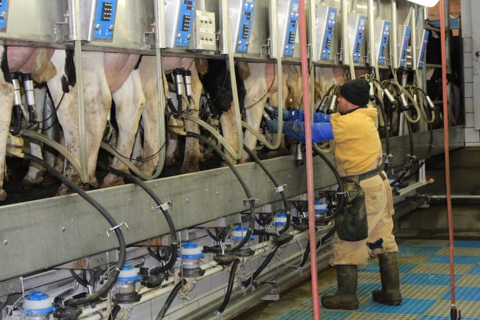 Farmer milking cows Farmer milking cows