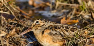 American Woodcock