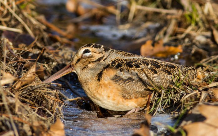 American Woodcock American Woodcock
