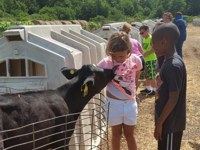 Girl and boy petting calf Girl and boy petting calf