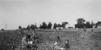Corn husking