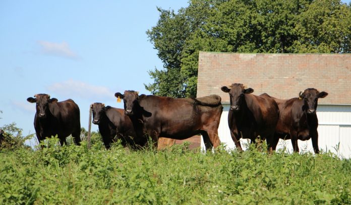 Wagyu header Wagyu herd