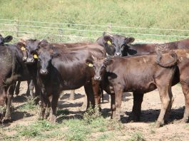Wagyu herd.