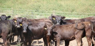 Wagyu herd.
