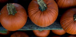 pie pumpkins