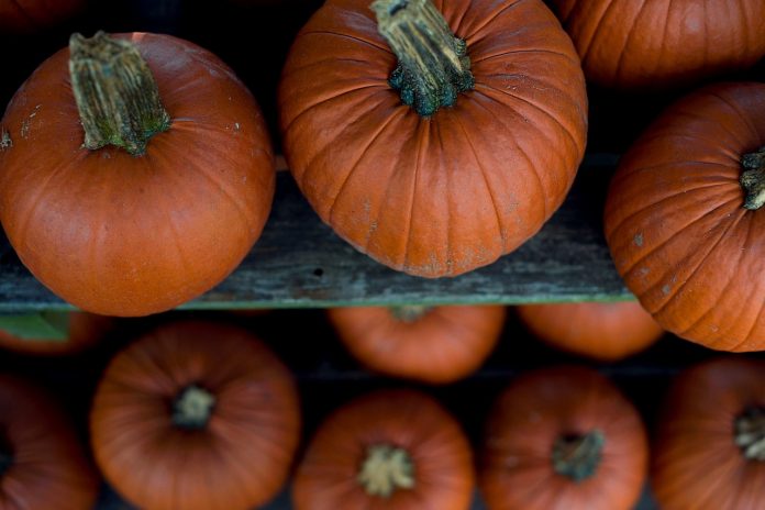 pie pumpkins pie pumpkins