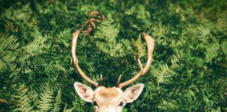 deer