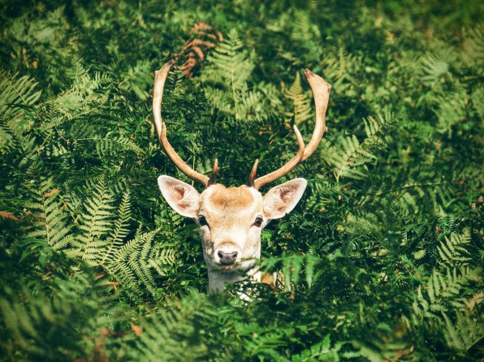 deer deer