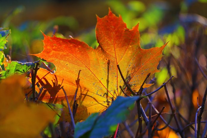 autumn-2749286_1280