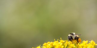 bumblebee