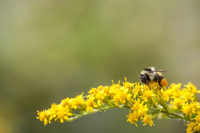 bumblebee bumblebee