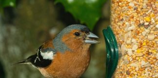 Bird at feeder
