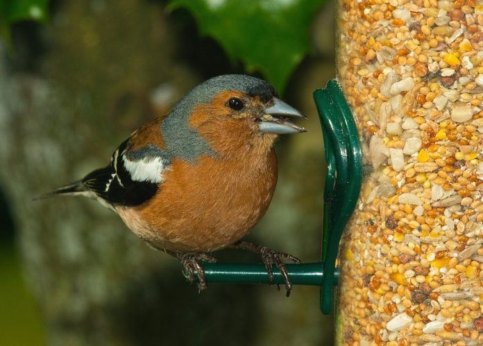 Bird at feeder Bird at feeder