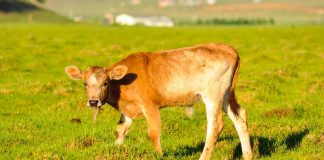 calf