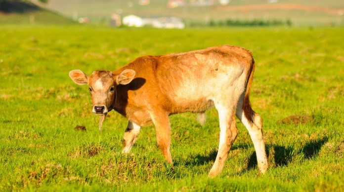 calf calf