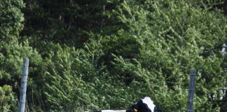 cow