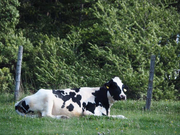cow cow